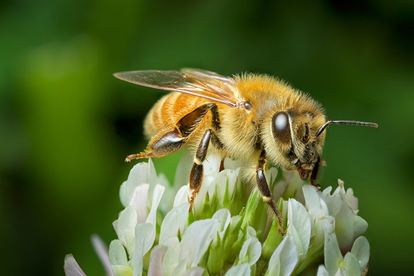 Exploring the Types of Bees in Indiana