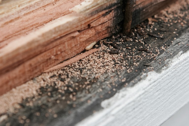 Termite Infestation