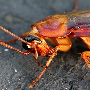 cockroach