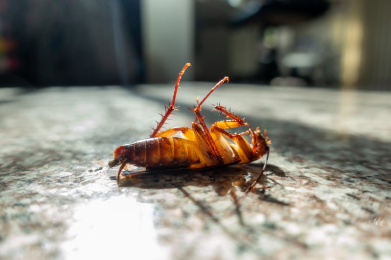 The Importance of Professional Pest Control