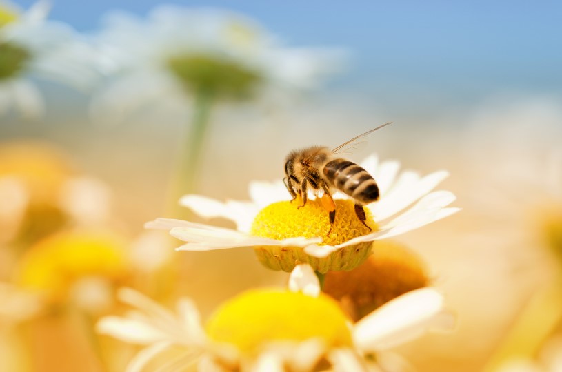 Understanding Honey Bees