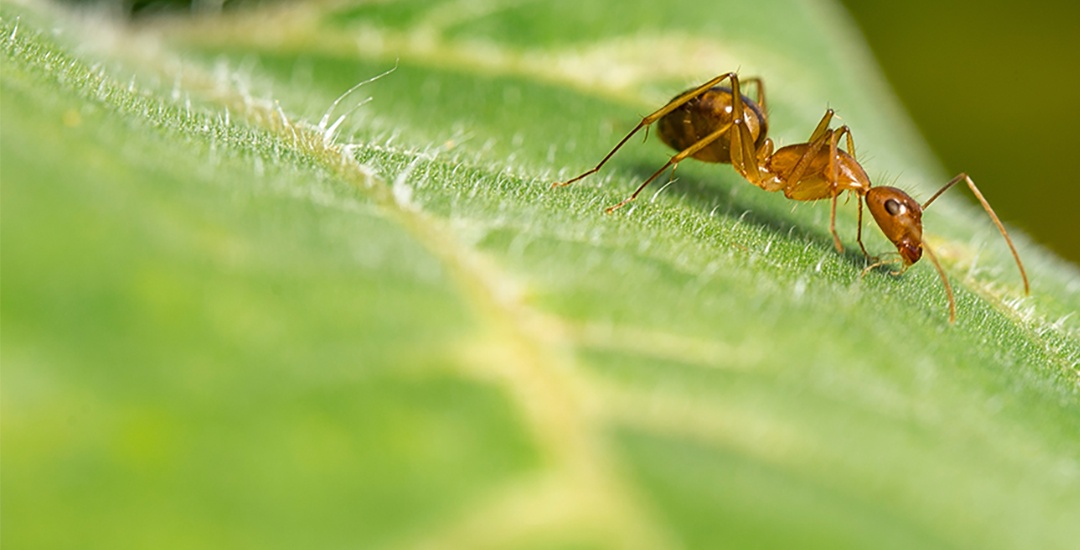 Red Ant on Leaft