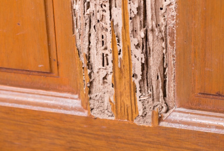 Door with Termites