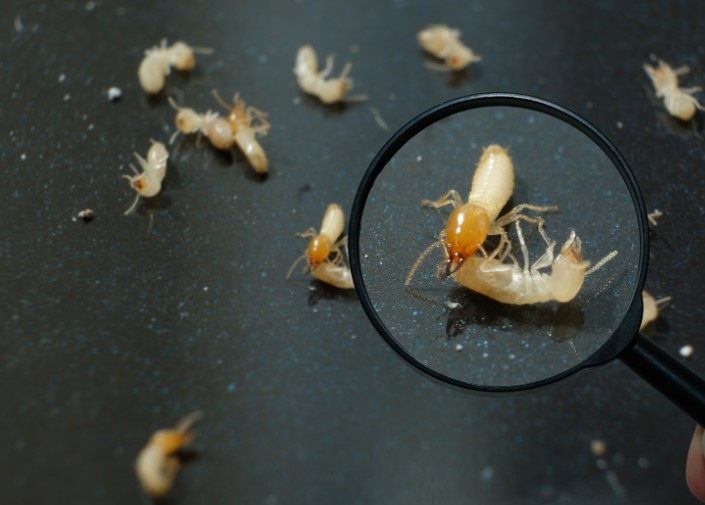 The Life Cycle of a Termite: How to Spot an Infestation Early